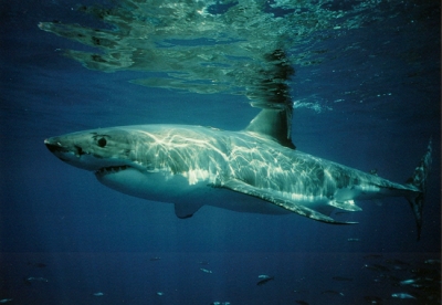 Grußkarte Great White Shark