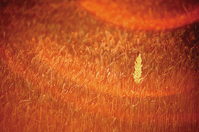 Grußkarte Afterglow of Wheat Field - Kopie