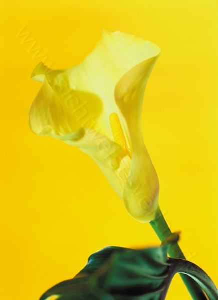 100 Grusskarten Calla gelb