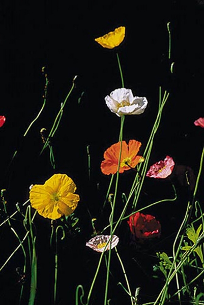 100 Grußkarten Flowers